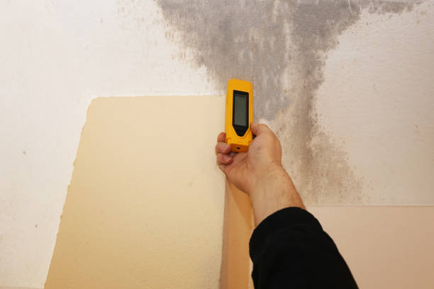 Best Environmental Consulting for Mold Prevention  in Rolla, MO